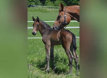 Trakehner, Hengst, Fohlen (05/2026), Brauner