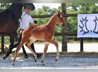 Trakehner, Hengst, Fohlen (05/2026), Brauner
