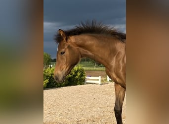 Trakehner, Hengst, Fohlen (02/2023), Brauner