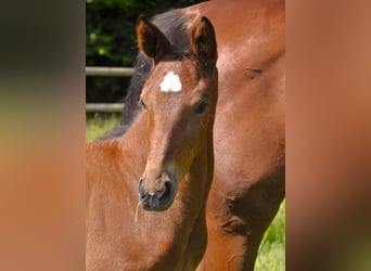 Trakehner, Hengst, , Brauner