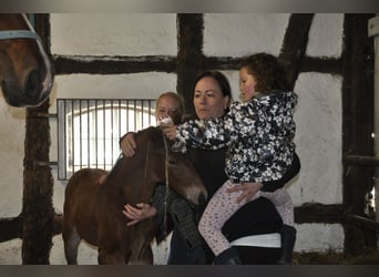 Trakehner, Hengst, , Brauner