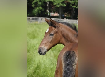 Trakehner, Hengst, , Brauner