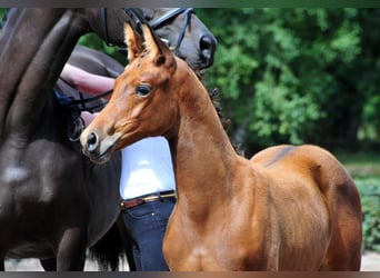 Trakehner, Hengst, Fohlen (06/2025), Brauner