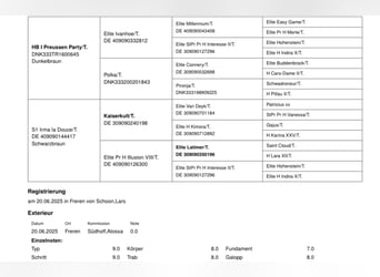 Trakehner, Hengst, Fohlen (06/2025), Brauner