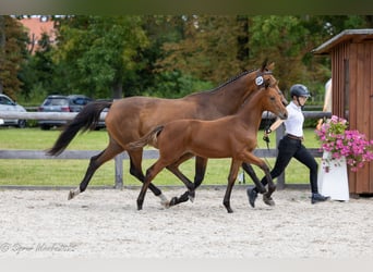 Trakehner, Hengst, Fohlen (05/2025), Brauner