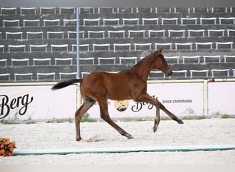 Trakehner, Hengst, Fohlen (06/2026), Brauner