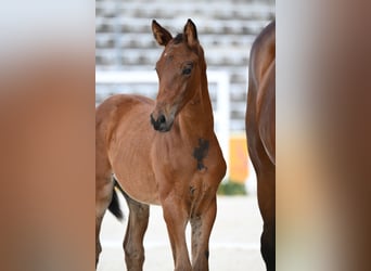 Trakehner, Hengst, Fohlen (06/2026), Brauner