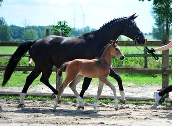 Trakehner, Hengst, , Brauner
