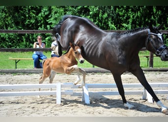 Trakehner, Hengst, , Brauner
