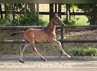 Trakehner, Hengst, Fohlen (04/2026), Brauner