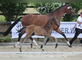 Trakehner, Hengst, Fohlen (04/2026), Brauner
