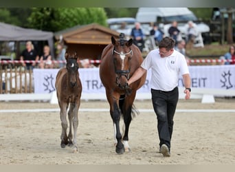 Trakehner, Hengst, Fohlen (04/2026), Brauner