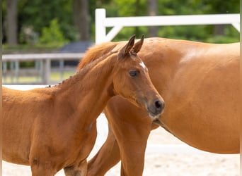 Trakehner, Hengst, Fohlen (03/2026), Brauner