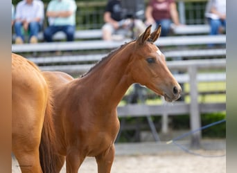 Trakehner, Hengst, Fohlen (03/2026), Brauner
