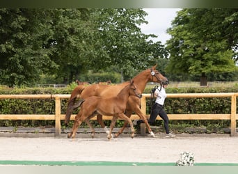 Trakehner, Hengst, Fohlen (03/2026), Brauner