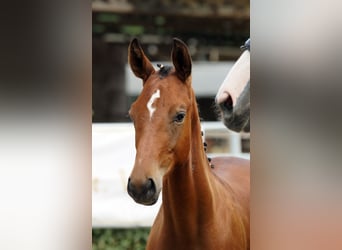 Trakehner, Hengst, Fohlen (02/2026), Brauner