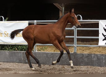 Trakehner, Hengst, Fohlen (02/2026), Brauner