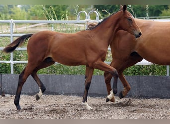 Trakehner, Hengst, Fohlen (02/2026), Brauner