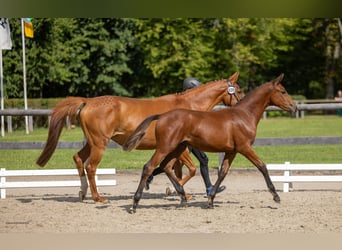 Trakehner, Hengst, Fohlen (05/2026), Brauner