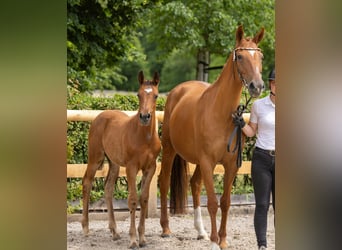 Trakehner, Hengst, Fohlen (05/2026), Brauner