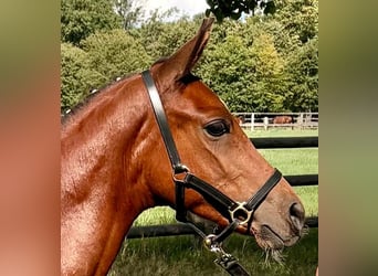 Trakehner, Hengst, Fohlen (05/2026), Brauner