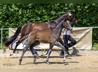 Trakehner, Hengst, Fohlen (03/2025), Brauner
