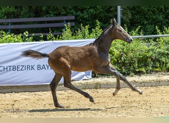 Trakehner, Hengst, Fohlen (03/2025), Brauner