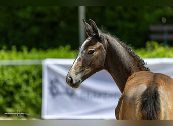 Trakehner, Hengst, Fohlen (03/2025), Brauner