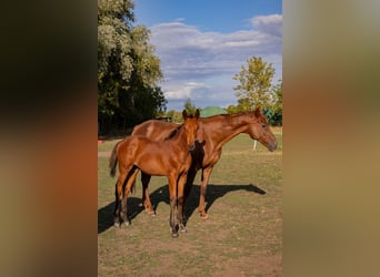 Trakehner, Hengst, Fohlen (05/2026), Brauner