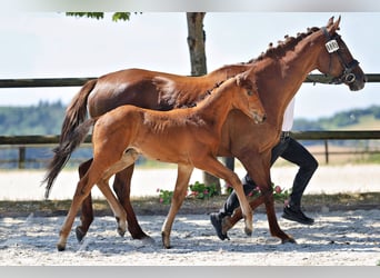Trakehner, Hengst, Fohlen (05/2026), Brauner