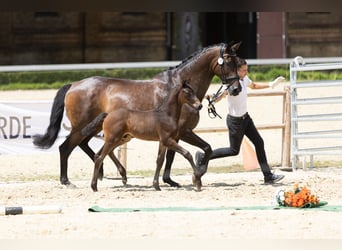 Trakehner, Hengst, Fohlen (01/2025)