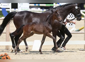 Trakehner, Hengst, Fohlen (05/2026)