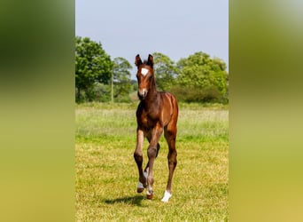 Trakehner, Hengst, Fohlen (05/2025), Dunkelbrauner