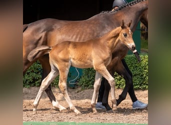 Trakehner, Hengst, , Dunkelbrauner