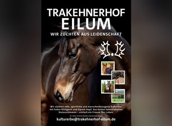 Trakehner, Hengst, , Dunkelbrauner