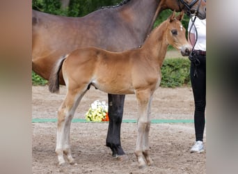 Trakehner, Hengst, , Dunkelbrauner
