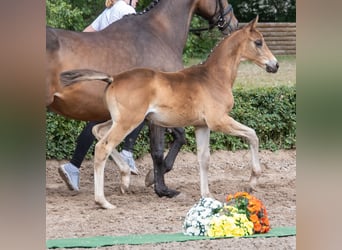 Trakehner, Hengst, , Dunkelbrauner