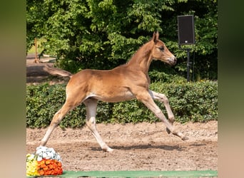 Trakehner, Hengst, , Dunkelbrauner