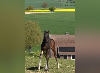 Trakehner, Hengst, Fohlen (04/2026), Dunkelbrauner
