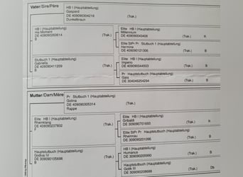 Trakehner, Hengst, Fohlen (04/2026), Dunkelbrauner