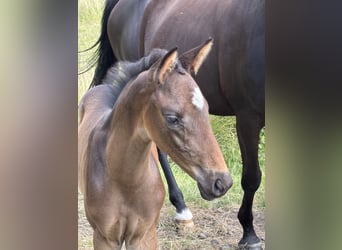 Trakehner, Hengst, , Dunkelbrauner