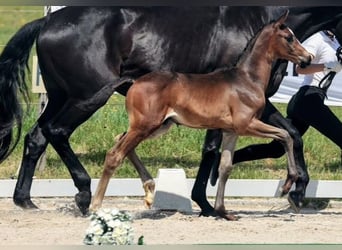 Trakehner, Hengst, , Dunkelbrauner