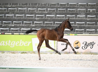Trakehner, Hengst, Fohlen (06/2026), Dunkelbrauner