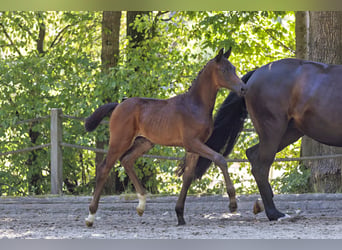 Trakehner, Hengst, Fohlen (05/2026), Dunkelbrauner