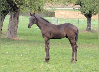 Trakehner, Hengst, Fohlen (06/2026), Dunkelbrauner