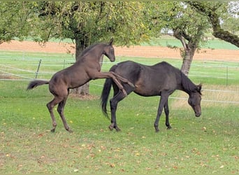 Trakehner, Hengst, Fohlen (06/2026), Dunkelbrauner