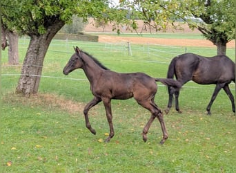 Trakehner, Hengst, Fohlen (06/2026), Dunkelbrauner