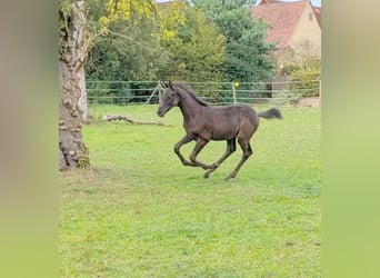 Trakehner, Hengst, Fohlen (06/2026), Dunkelbrauner