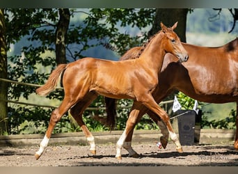 Trakehner, Hengst, Fohlen (05/2023), Dunkelfuchs