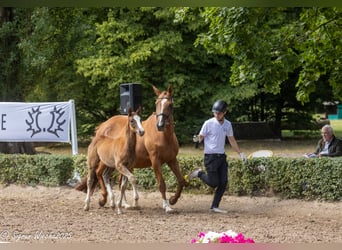 Trakehner, Hengst, Fohlen (05/2025), Fuchs